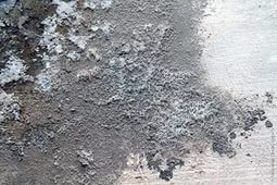 Чем отмыть плесень в ванной комнате