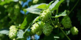 AB InBev Efes готова рассмотреть закупки отечественного хмеля