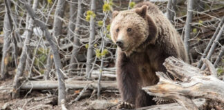 Медведь едва не растерзал ребенка на звероферме
